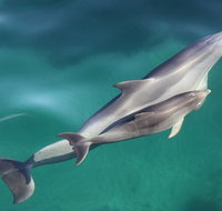 Dolphin Cruise from Adelaide with Optional Dolphin Swim - Attractions Perth