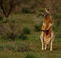 Flinders Ranges  Outback  3 Day Small Group Eco Safari - Attractions Perth