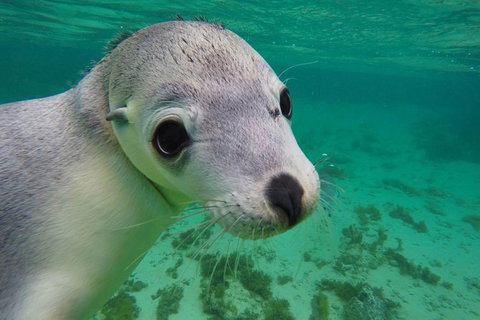 6-Day Eyre Peninsula & Flinders Ranges Adventure Tour - Attractions Perth 3