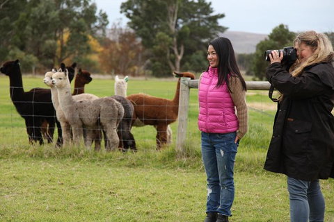 Alpaca Farm 2 Hour Tour - Attractions Perth 1
