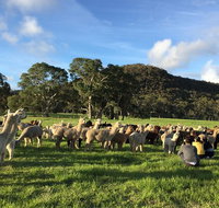 Alpaca Farm 2 hour Tour