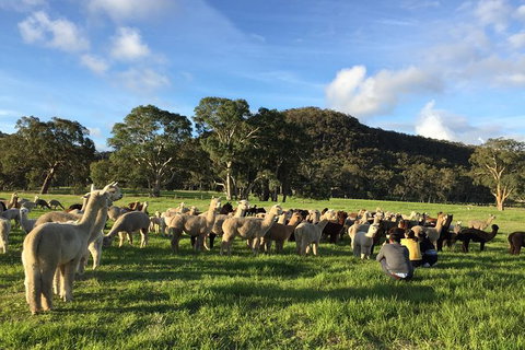 Alpaca Farm 2 Hour Tour - Attractions Perth 0