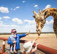 Giraffe Safari and a day at Monarto Safari Park - Attractions Perth