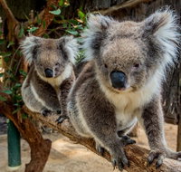 Cleland Wildlife Park Tour from Adelaide including Mount Lofty Summit