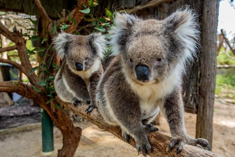 Cleland Wildlife Park Tour From Adelaide Including Mount Lofty Summit - Attractions Perth 0