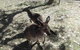 Cleland Wildlife Park Tour From Adelaide Including Mount Lofty Summit - thumb 3