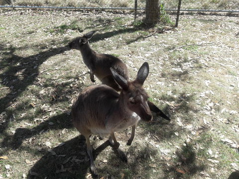 Cleland Wildlife Park Tour From Adelaide Including Mount Lofty Summit - Attractions Perth 3