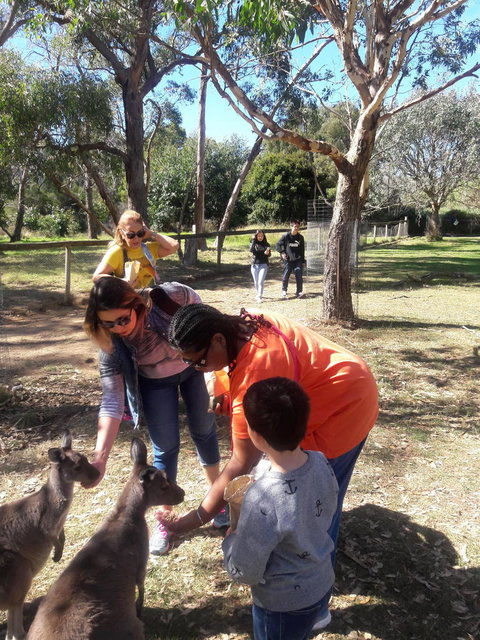 Cleland Wildlife Park Tour From Adelaide Including Mount Lofty Summit - Attractions Perth 2