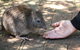 Cleland Wildlife Park Tour From Adelaide Including Mount Lofty Summit - thumb 8