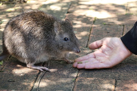 Cleland Wildlife Park Tour From Adelaide Including Mount Lofty Summit - Attractions Perth 8
