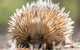 Cleland Wildlife Park Tour From Adelaide Including Mount Lofty Summit - thumb 10