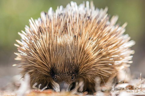 Cleland Wildlife Park Tour From Adelaide Including Mount Lofty Summit - Attractions Perth 10