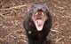 Cleland Wildlife Park Tour From Adelaide Including Mount Lofty Summit - thumb 6