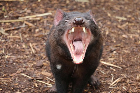 Cleland Wildlife Park Tour From Adelaide Including Mount Lofty Summit - Attractions Perth 6