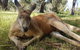 Cleland Wildlife Park Tour From Adelaide Including Mount Lofty Summit - thumb 12
