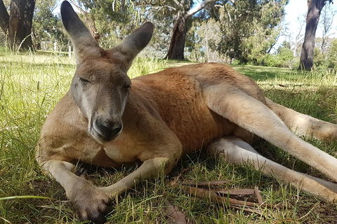 Cleland Wildlife Park Tour From Adelaide Including Mount Lofty Summit - Attractions Perth 12