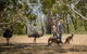 Cleland Wildlife Park Tour From Adelaide Including Mount Lofty Summit - thumb 5