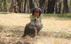 Cleland Wildlife Park Tour From Adelaide Including Mount Lofty Summit - thumb 7