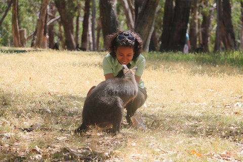 Cleland Wildlife Park Tour From Adelaide Including Mount Lofty Summit - Attractions Perth 7
