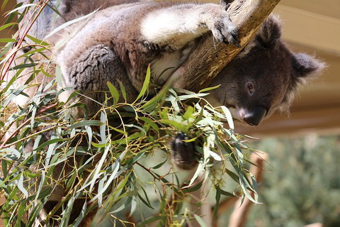 Cleland Wildlife Park Tour From Adelaide Including Mount Lofty Summit - Attractions Perth 9