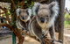 Cleland Wildlife Park Tour From Adelaide Including Mount Lofty Summit - thumb 4