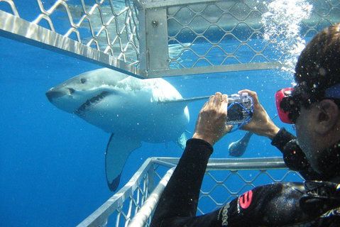 3 Day Port Lincoln And Coffin Bay Tour - Attractions Perth 11
