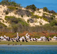 Murray Mouth Cruise