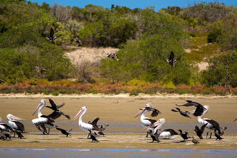 Murray Mouth Cruise - Attractions Perth 4