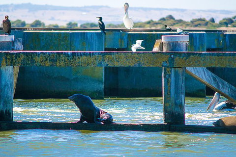 Murray Mouth Cruise - Attractions Perth 7
