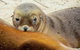 2 Day Kangaroo Island Wildlife Adventure From Adelaide - thumb 1