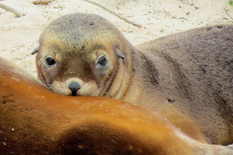 2 Day Kangaroo Island Wildlife Adventure From Adelaide - Attractions Perth 1