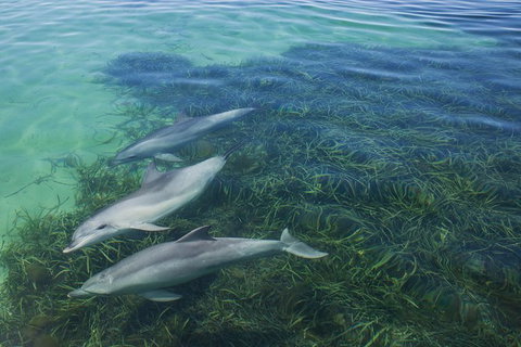 2-Day Exclusive Adelaide Bird And Dolphin Sanctuary Glamping Tour - Attractions Perth 1