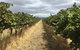 McLaren Vale\'s Greatest Tour With The Best Itinerary! - thumb 9