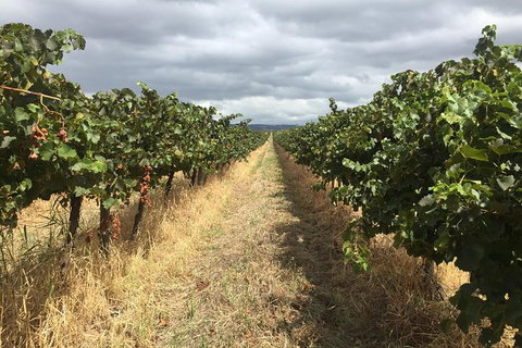 McLaren Vale\'s Greatest Tour With The Best Itinerary! - Attractions Perth 9
