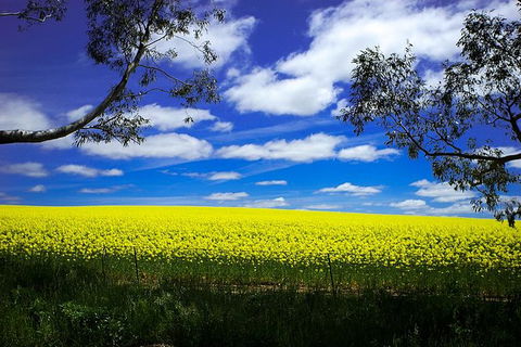 Get UnCorked In Clare Valley Tour From Adelaide - Attractions Perth 8