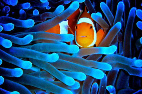 5-Day Best Of Cairns With Daintree, Kuranda, And Great Barrier Reef - Attractions Perth 0