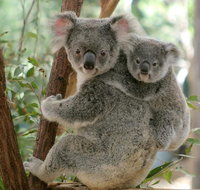 Lone Pine Koala Sanctuary Day Pass - Attractions Perth