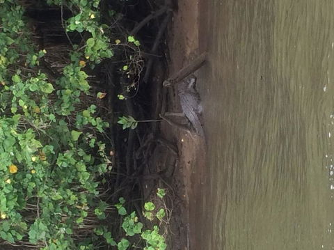 Cape Tribulation, Mossman Gorge, And Daintree Rainforest Day Trip From Cairns Or Port Douglas - Attractions Perth 5