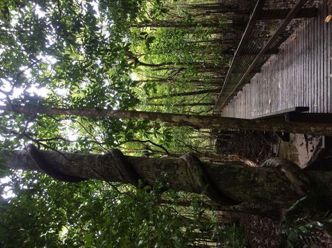 Cape Tribulation, Mossman Gorge, And Daintree Rainforest Day Trip From Cairns Or Port Douglas - Attractions Perth 2