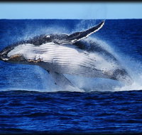 Whale Watching Cruise from Redcliffe Brisbane or the Sunshine Coast - Attractions Perth