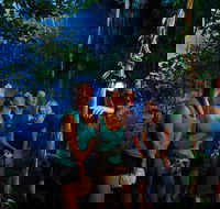Daintree Rainforest Night Walk from Cape Tribulation - Attractions Perth