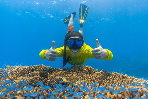 Ocean Safari Great Barrier Reef Experience In Cape Tribulation - Attractions Perth 5