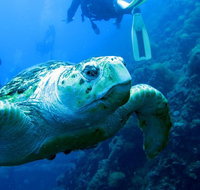 Scuba Dive the S.S. Yongala Wreck on the Great Barrier Reef. - Attractions Perth