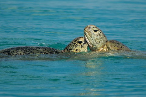 Great Sandy Marine Park Turtle Discovery And Cultural Eco Tour - Attractions Perth 7
