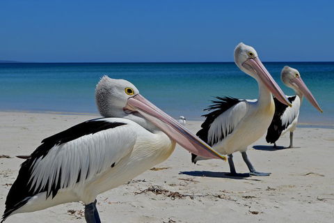 Great Sandy Marine Park Turtle Discovery And Cultural Eco Tour - Attractions Perth 4