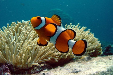 Cairns Reef And Rainforest Combo: Daintree Rainforest And The Great Barrier Reef - Attractions Perth 1