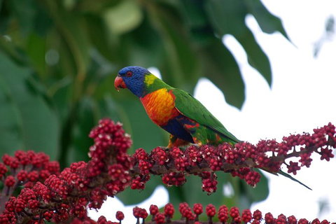 Cairns Reef And Rainforest Combo: Daintree Rainforest And The Great Barrier Reef - Attractions Perth 4