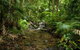 Cairns Reef And Rainforest Combo: Daintree Rainforest And The Great Barrier Reef - thumb 7