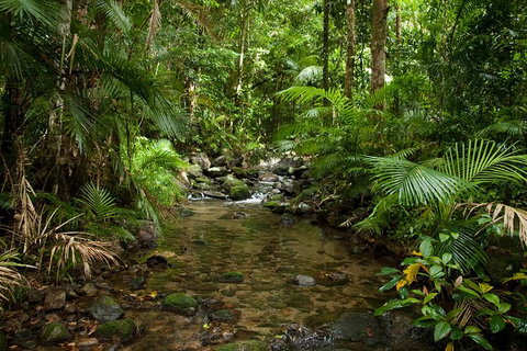 Cairns Reef And Rainforest Combo: Daintree Rainforest And The Great Barrier Reef - Attractions Perth 7