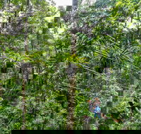 Cape Tribulation and Jungle Surfing Adventure Day from Port Douglas - Attractions Perth